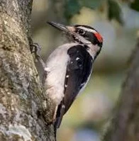 Hairy Woodpecker