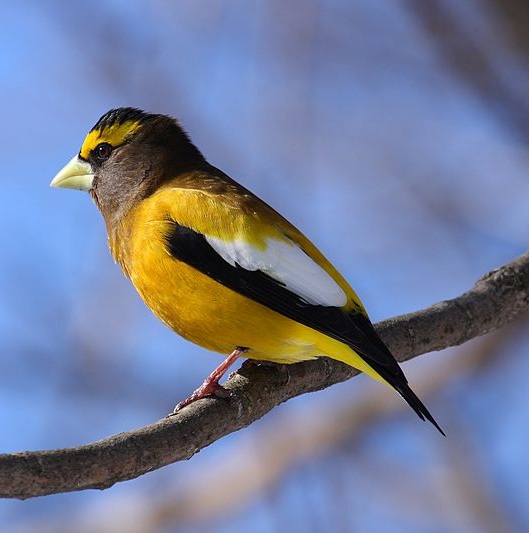 Evening Grosbeak