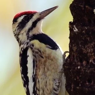 Yellow-bellied%252BSapsucker.jpg