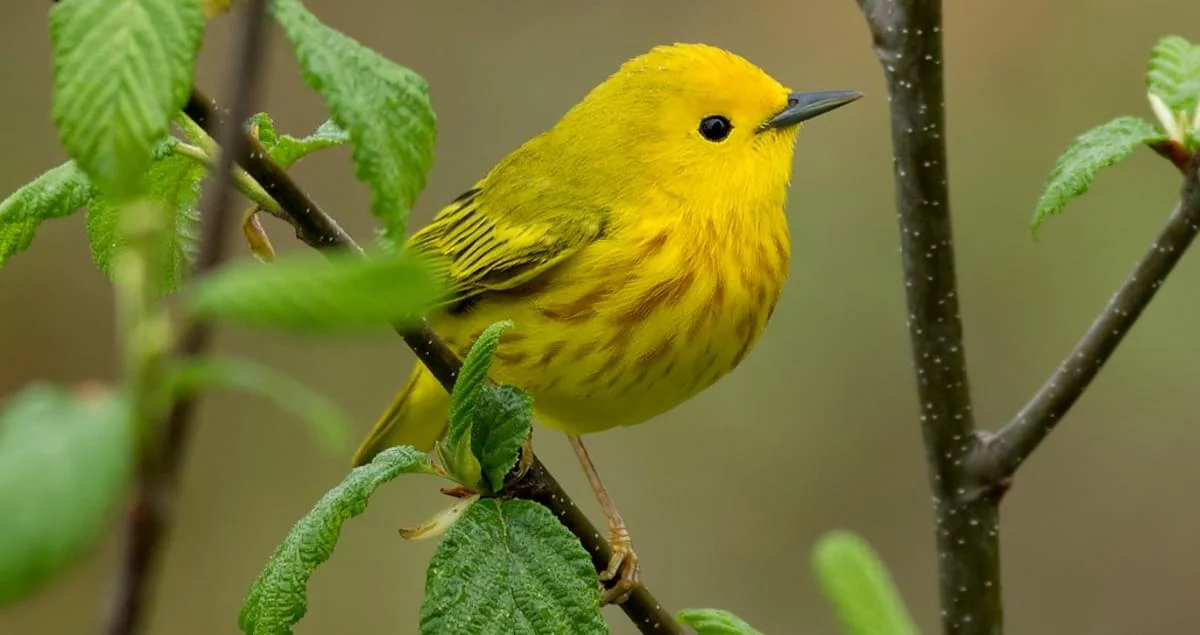 Yellow warbler (Photo credit: All About Birds)
