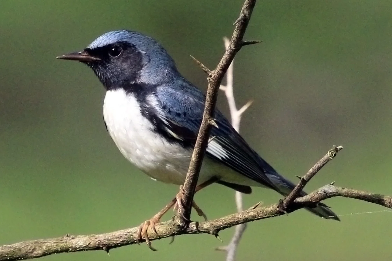 Black-throated blue warbler