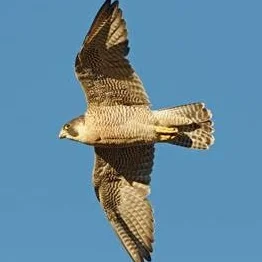 Peregrine Falcon