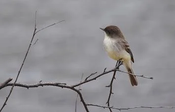 Eastern Phoebe