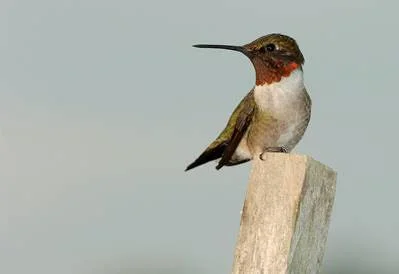 Ruby-throated hummingbird