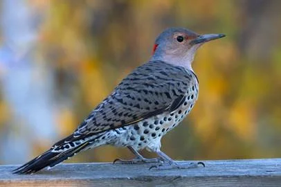 Northern Flicker (picture by dfaulden