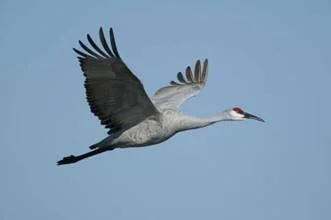 Sandhill crane