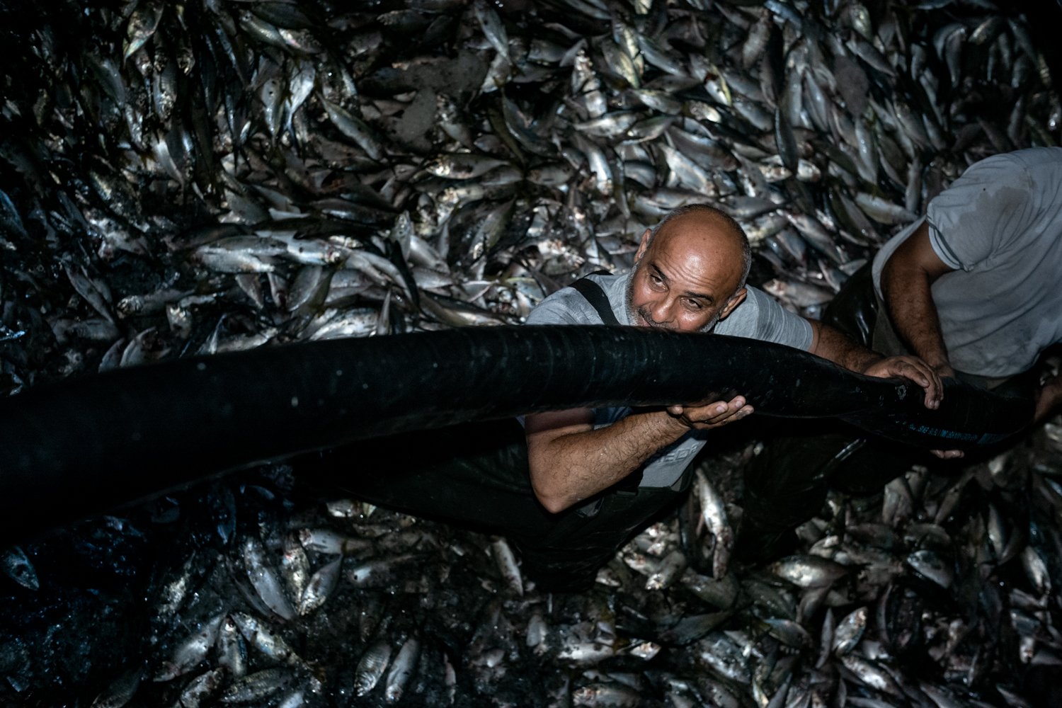 Internationale Fangflotten, oft aus der Türkei, aus China, Russland und Europa, schnappen sich den Fisch. 
