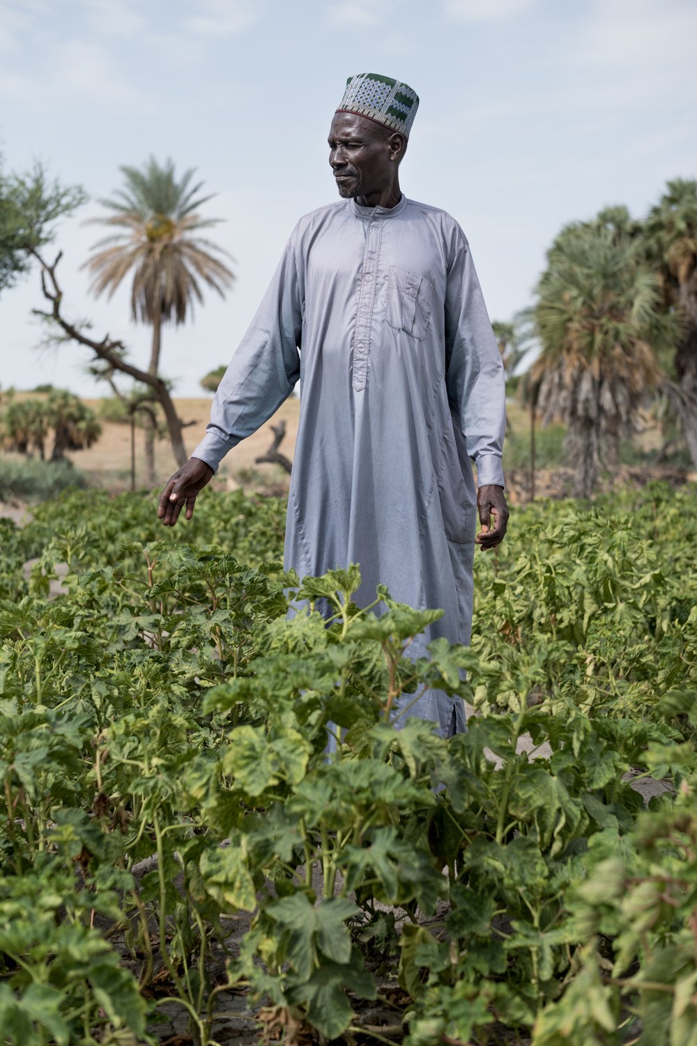  Am Rande der Großen Grünen Mauer im Tschad erblüht 2021 ein Feld. 