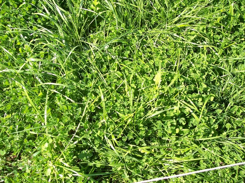 Dairying 8.jpg