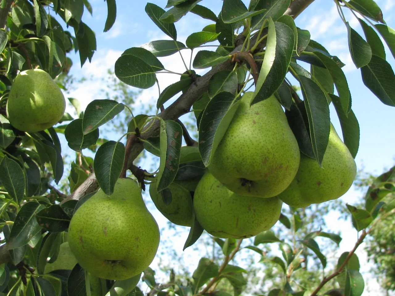 pear.jpg