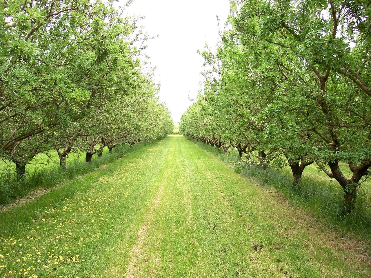 Almonds 2.jpg