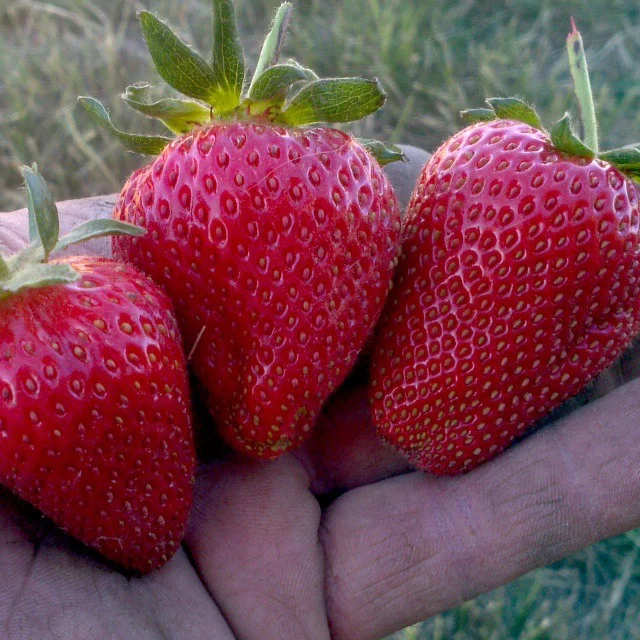Some of our better strawberries
