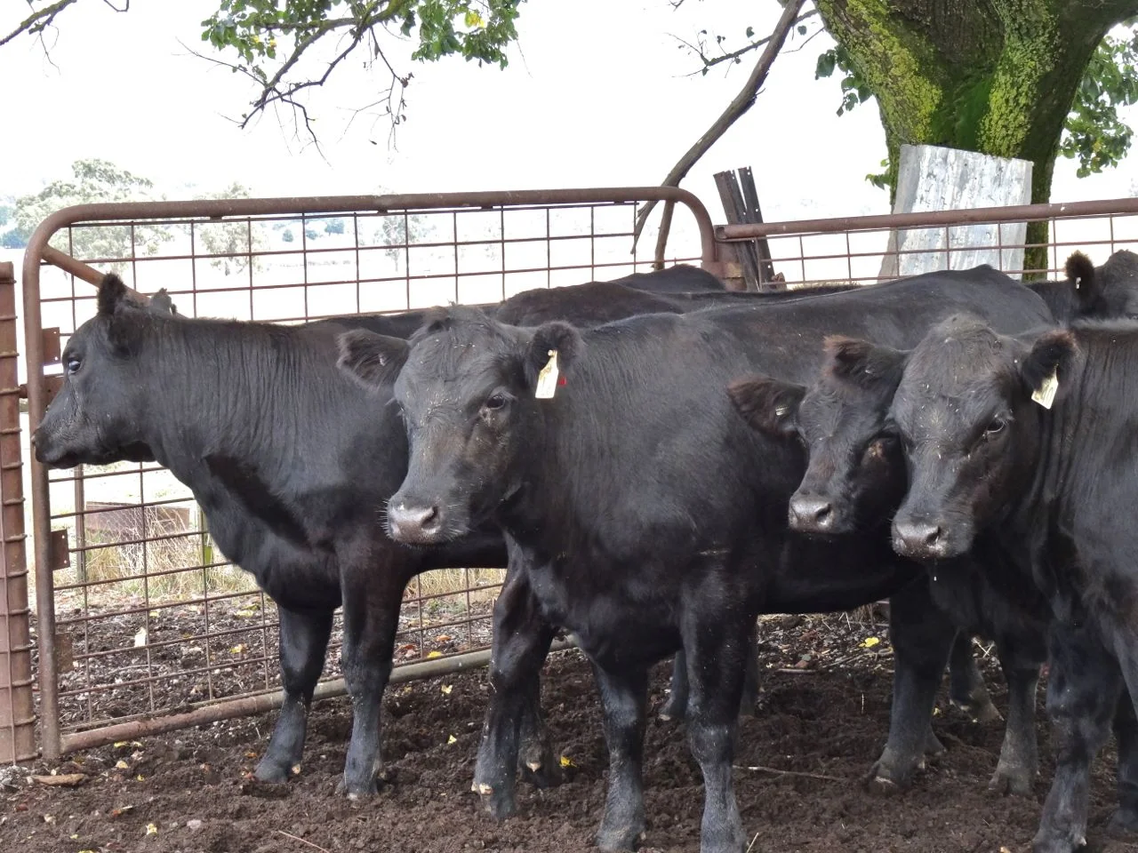 Fred cattle gate7.jpg