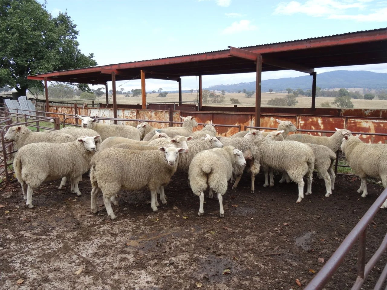Fred sheep8.jpg