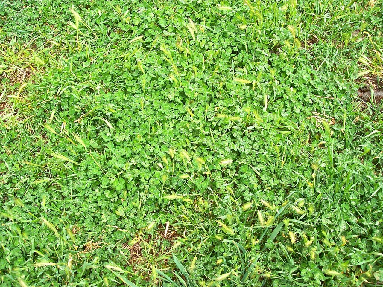 pasture.jpg