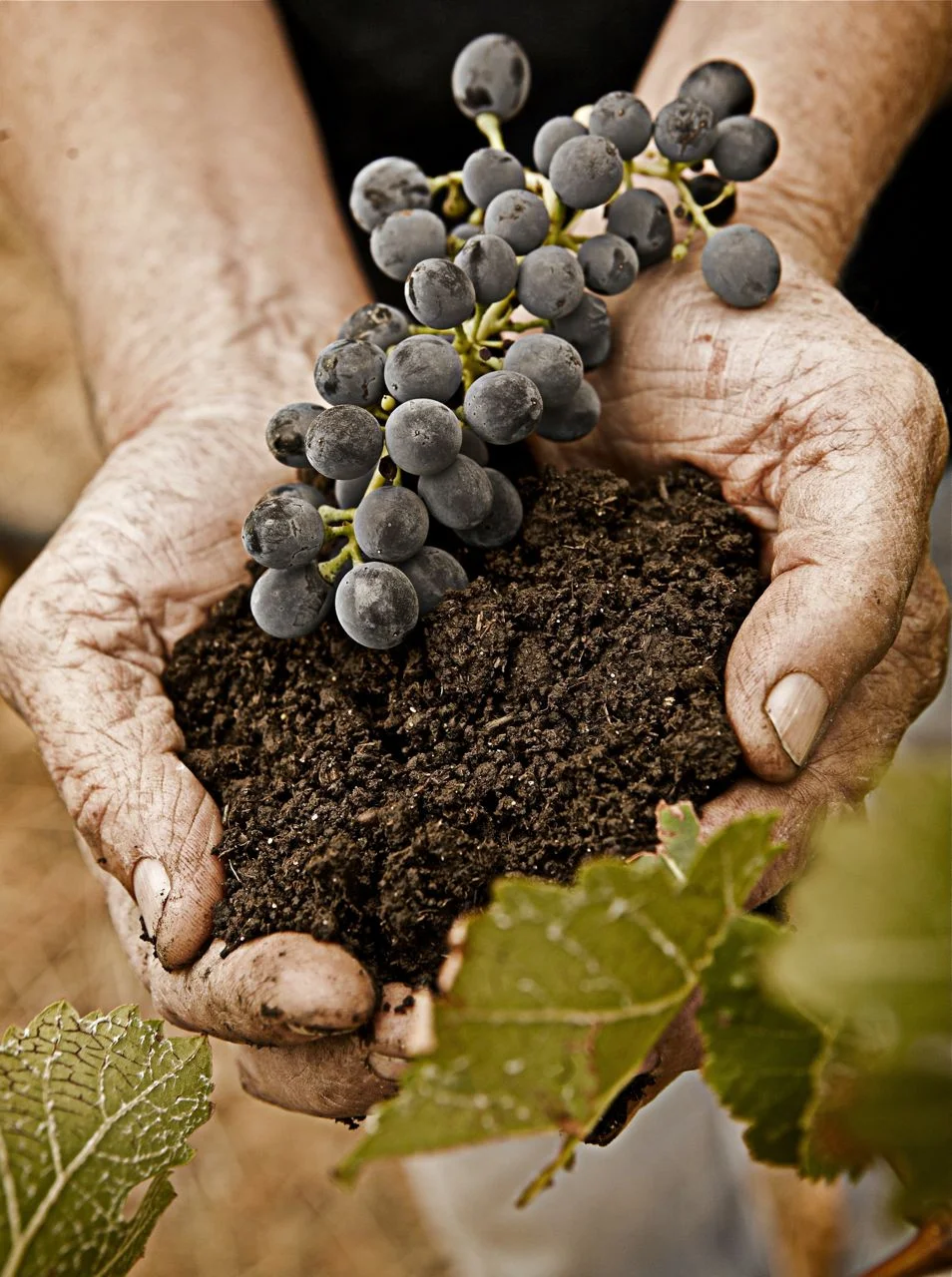 soil in grapes.jpg
