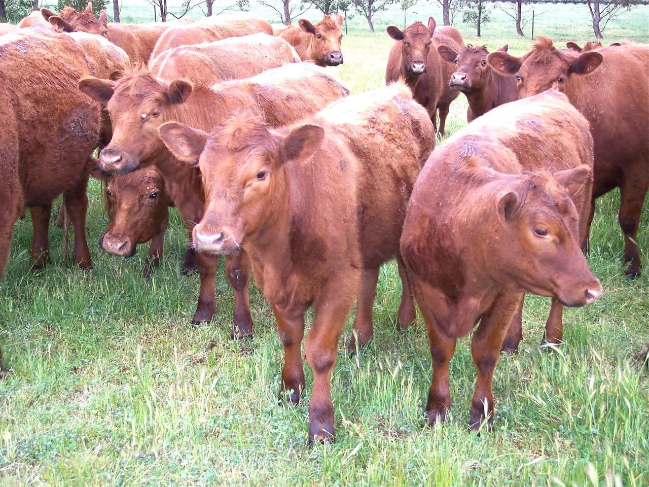 Cows100_0452.jpg