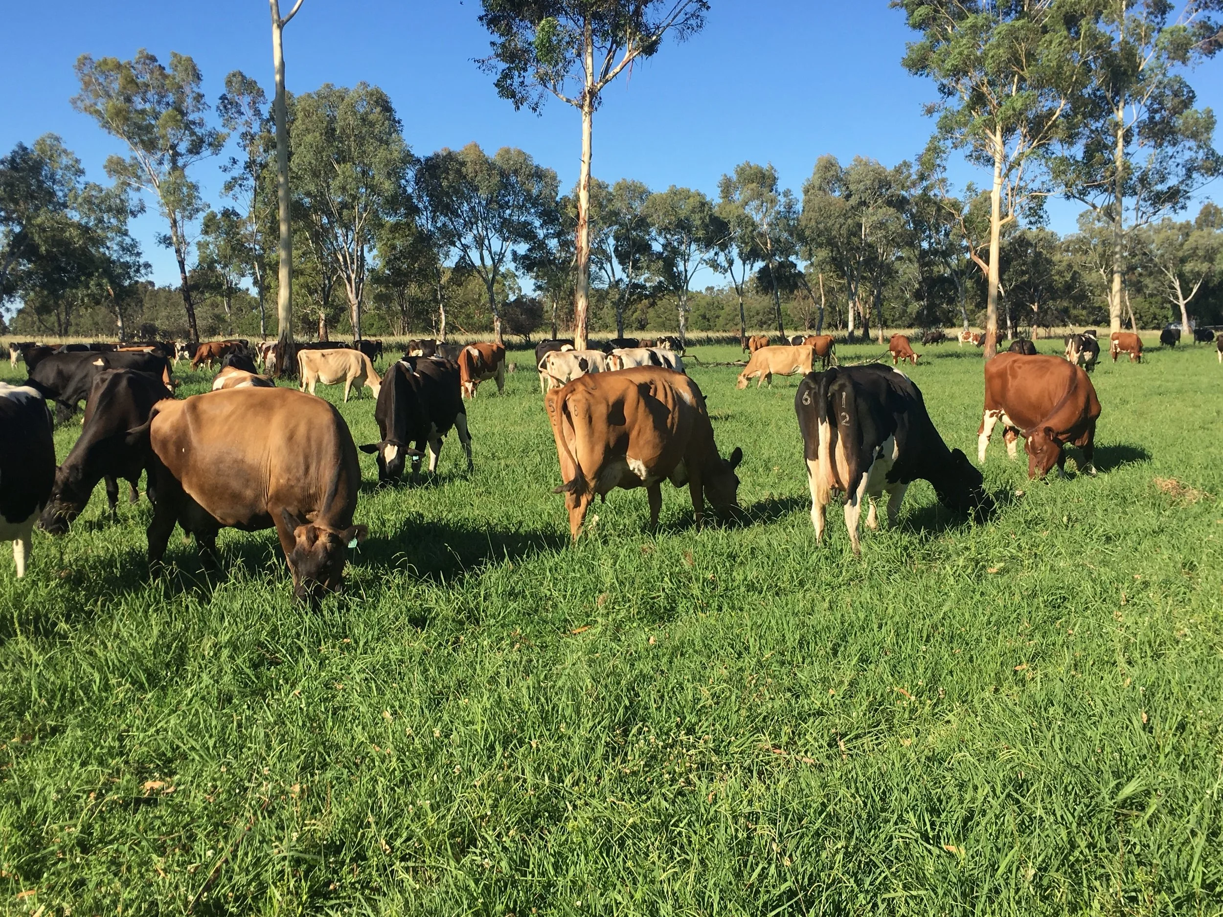 cows in paddock.jpg