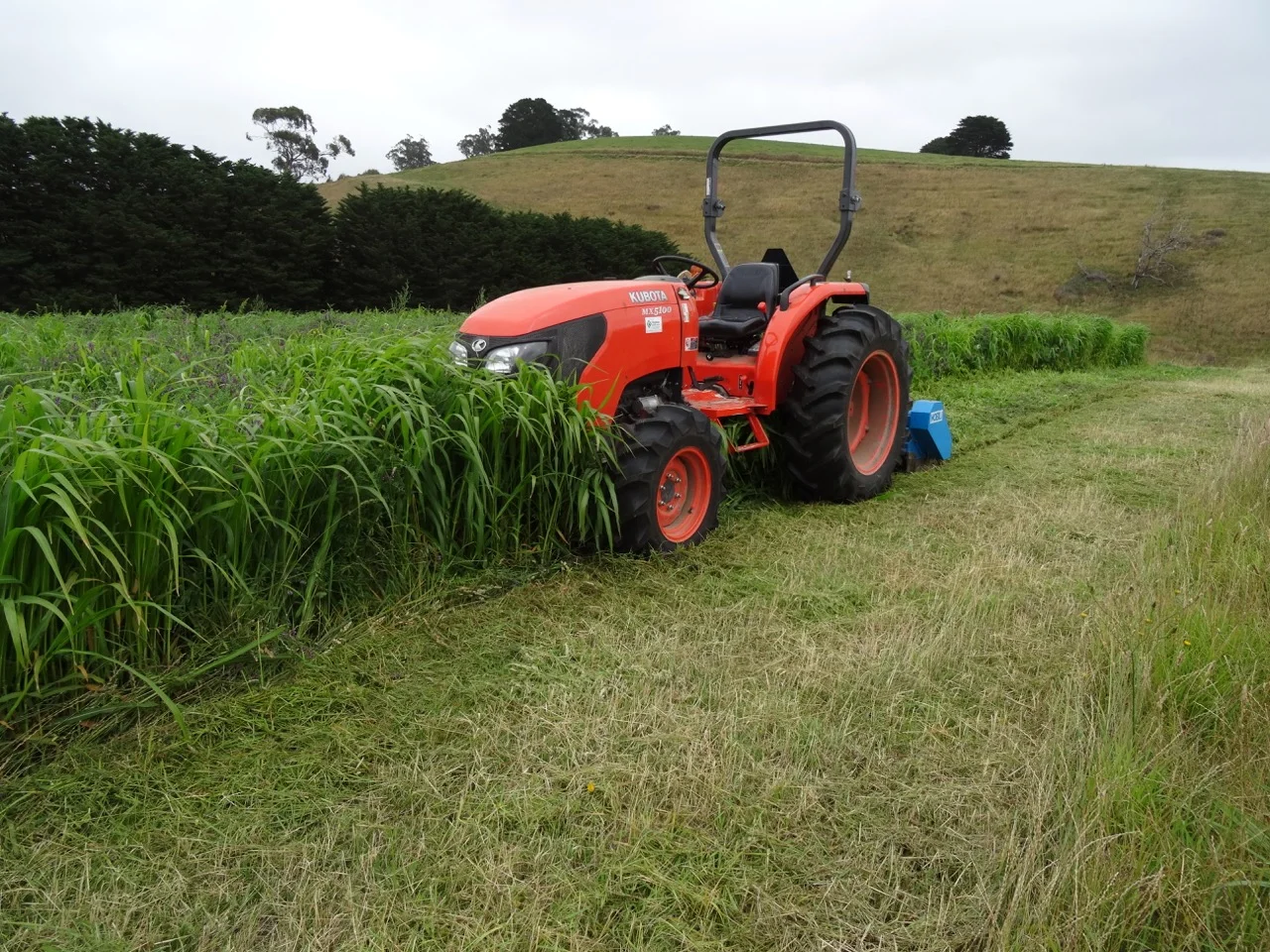 Mulching green manure crop in ready for cultivation.