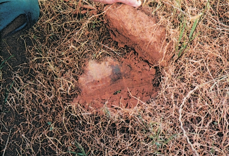 Soil 4.jpg