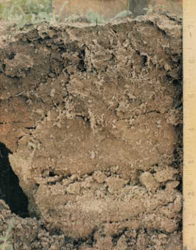 Unstructured Compacted Soil Mainly due to a reduction of soil microbiology and worms etc, possibly from the effects of chemicals, fertilizers, incorrect tillage and heavy machinery.