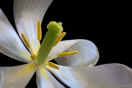 YC2-Tulip Unfurling-Cyndy Doty.jpg