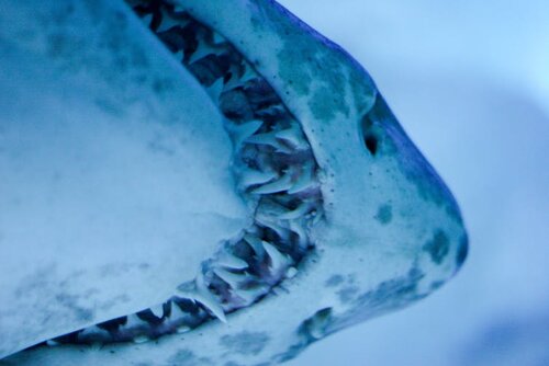 Shark Teeth Have Built-in Toothpaste, Smart News
