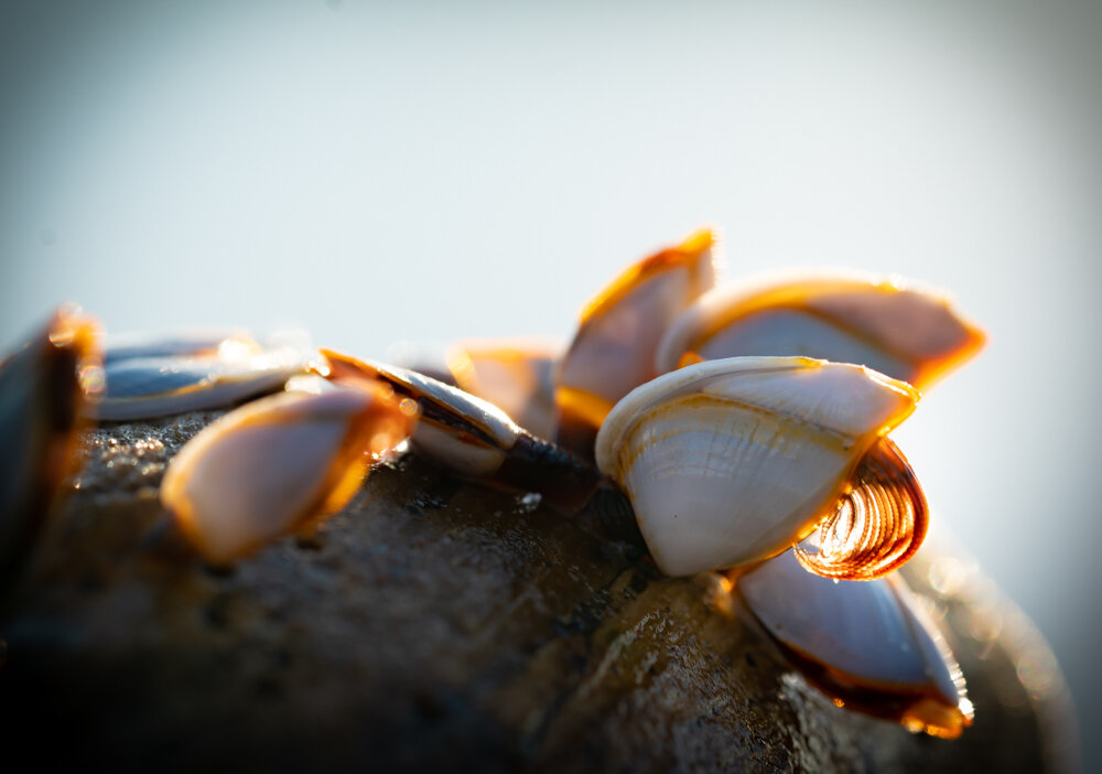 Beach shells01.jpg