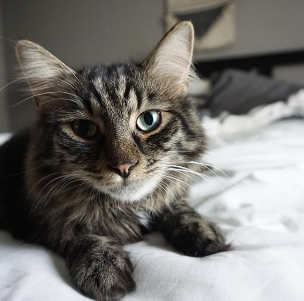 My youngest cat, Lee.