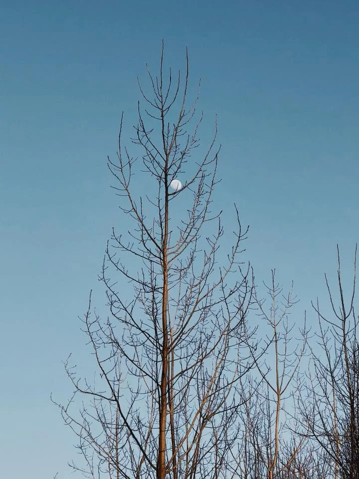 Moon Phase.jpg