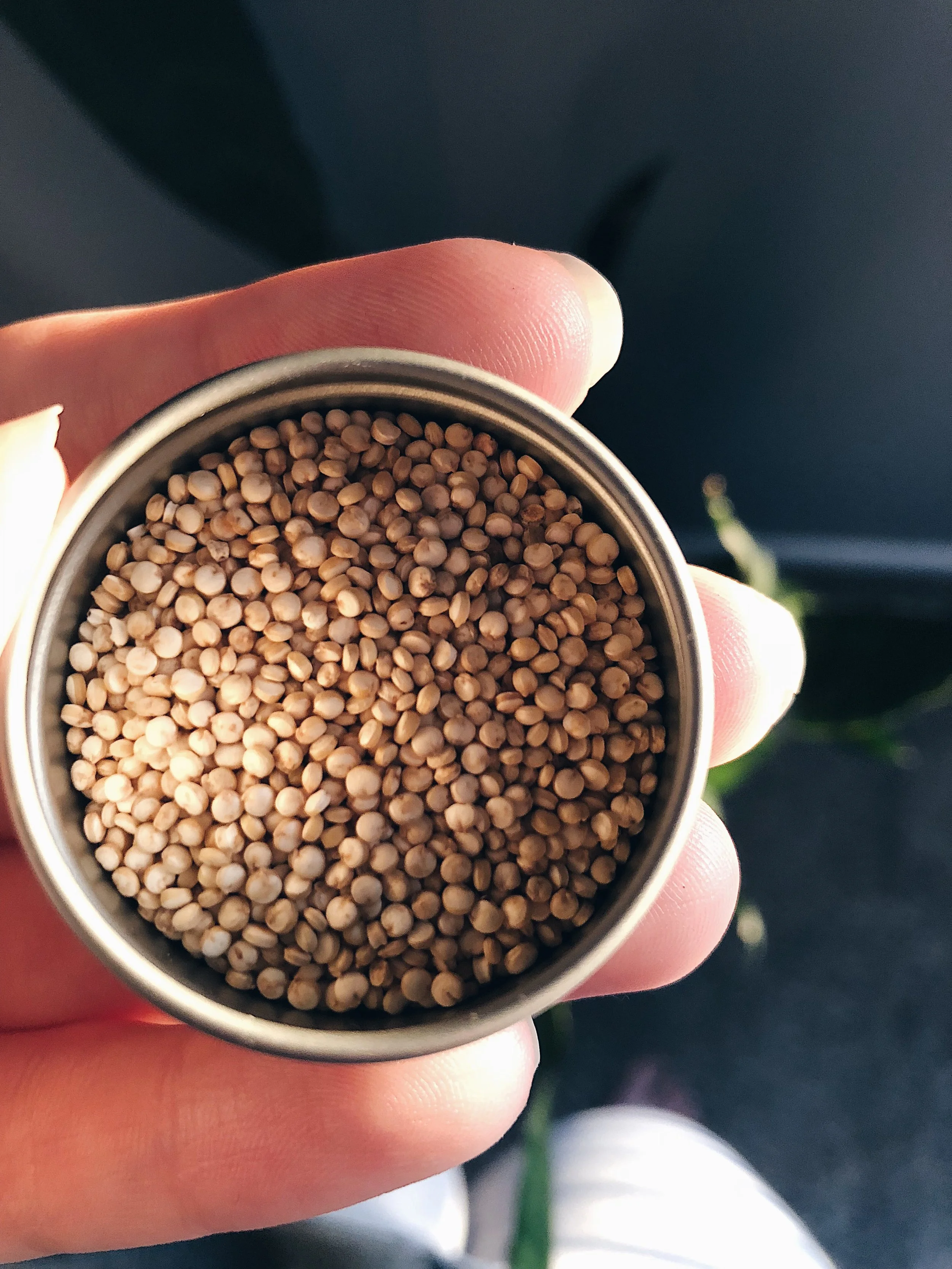 Quinoa .jpeg