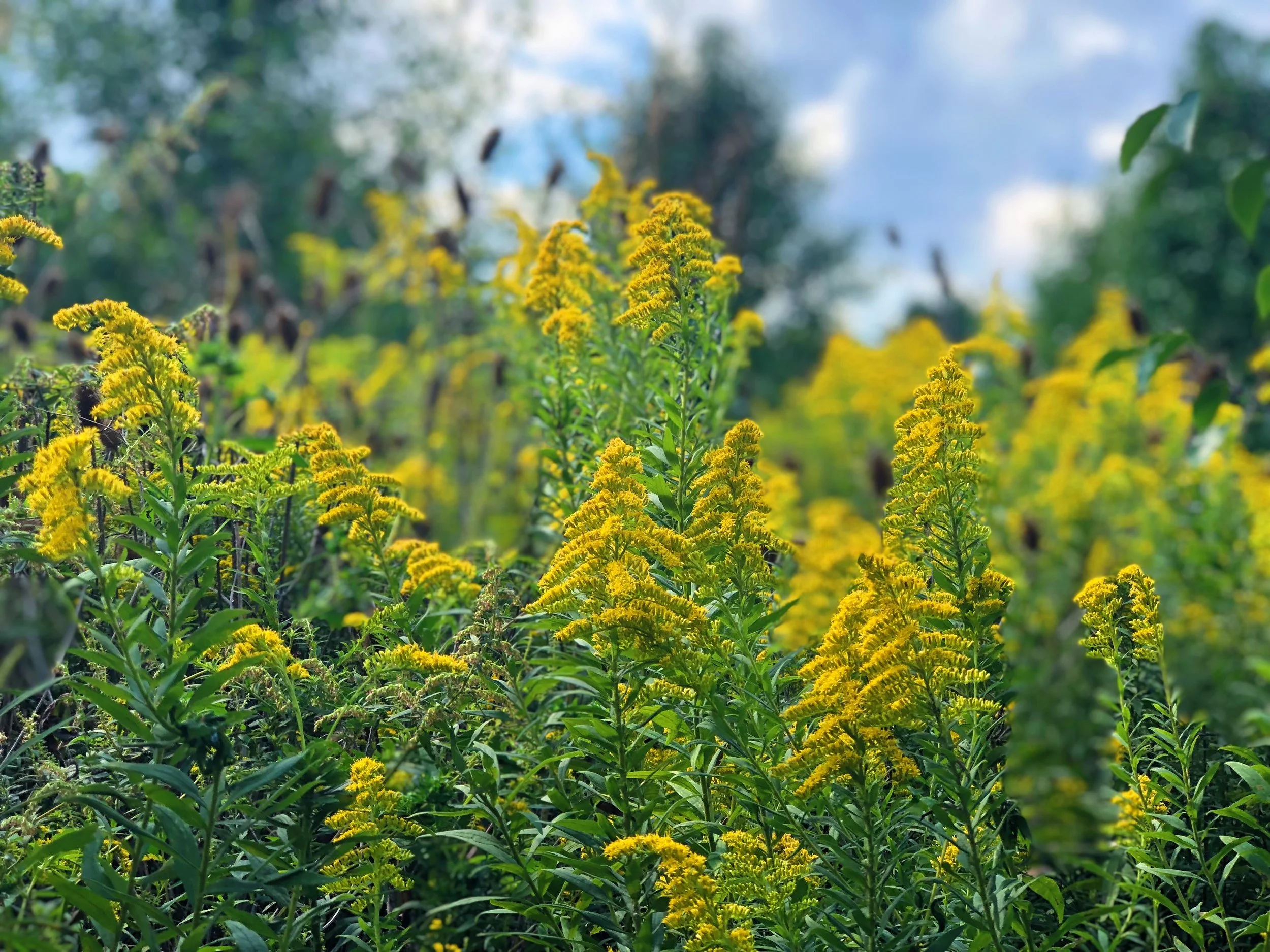 The sign of Autumn, Goldenrod.