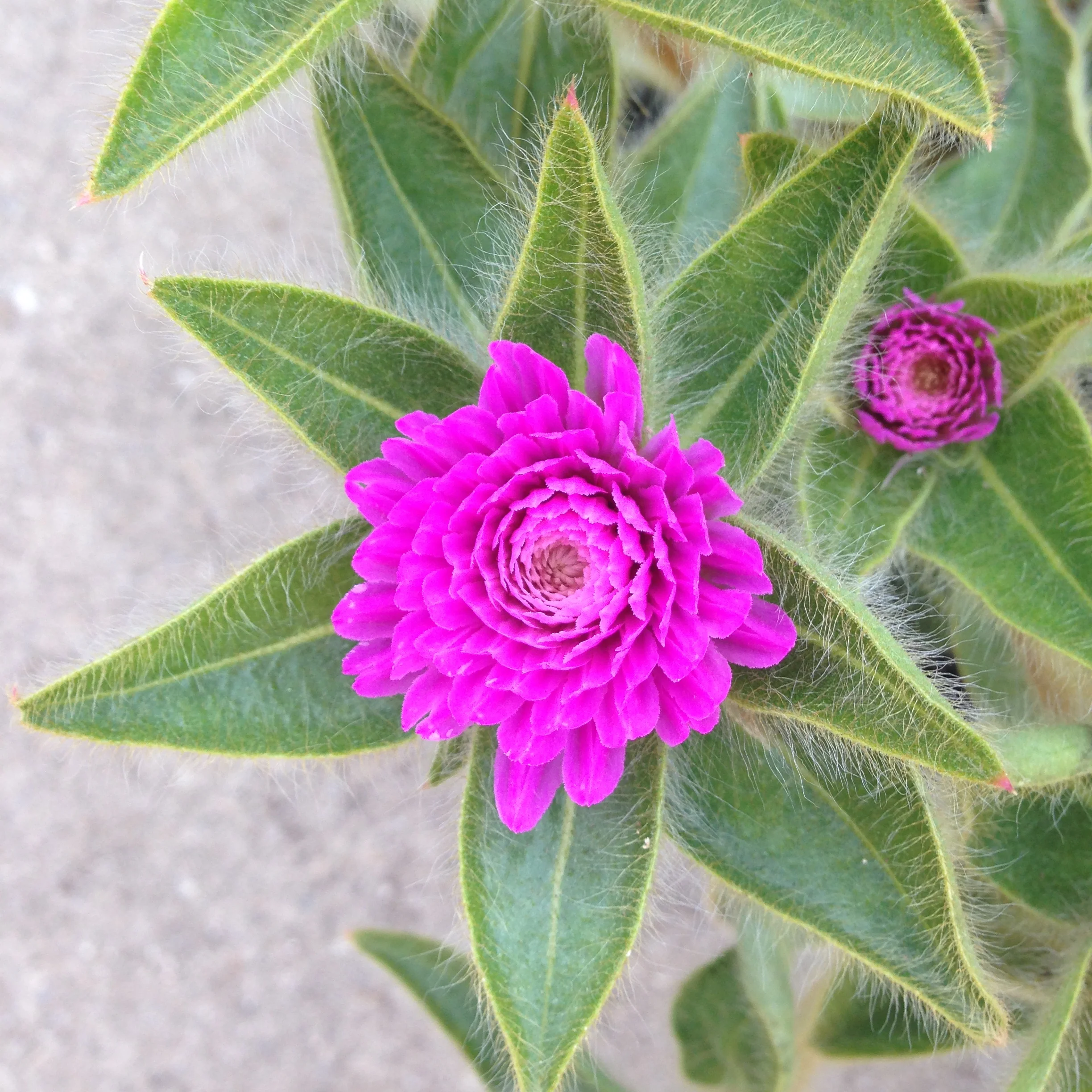  Gomphrena - &nbsp;  Pink Zazzle    