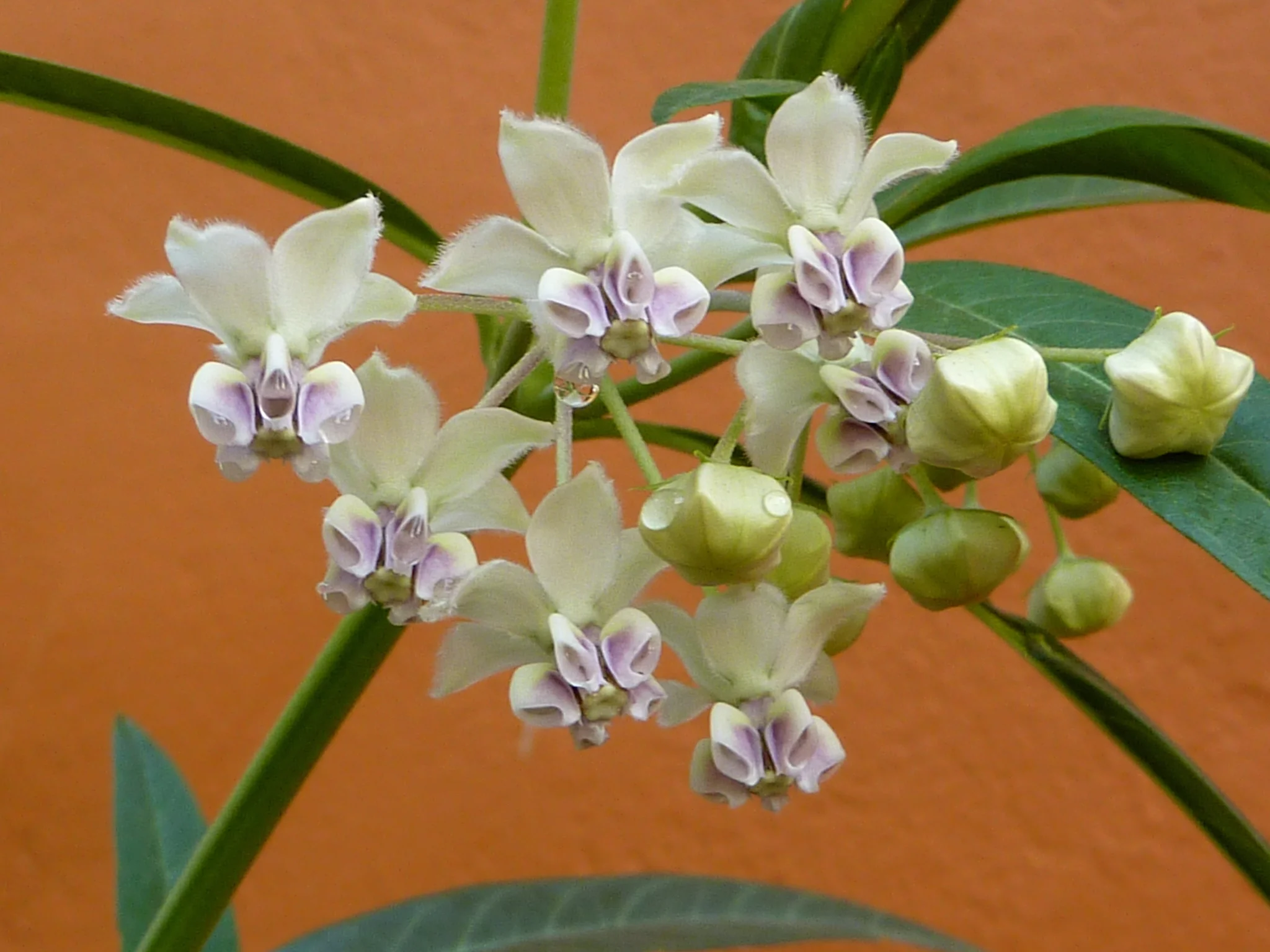  Gomphocarpus - Balloon Plant 