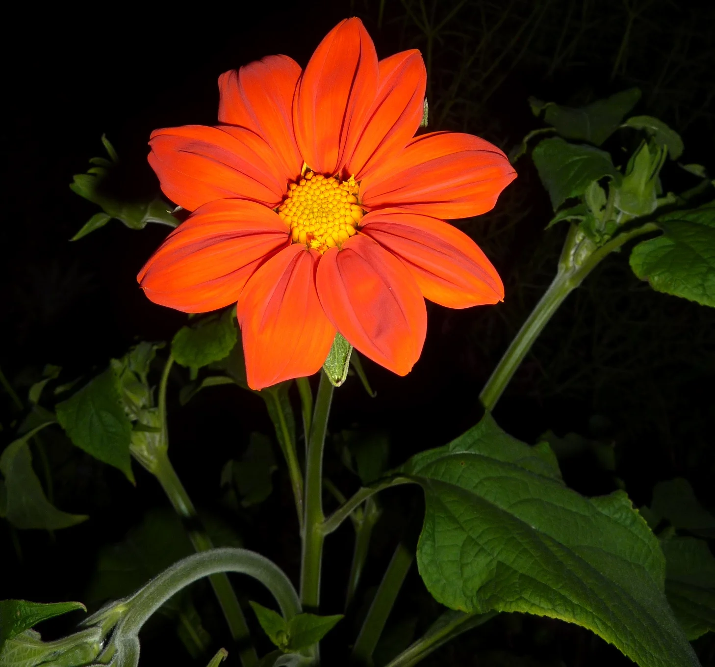  Tithonia - Mexican Sunflower 