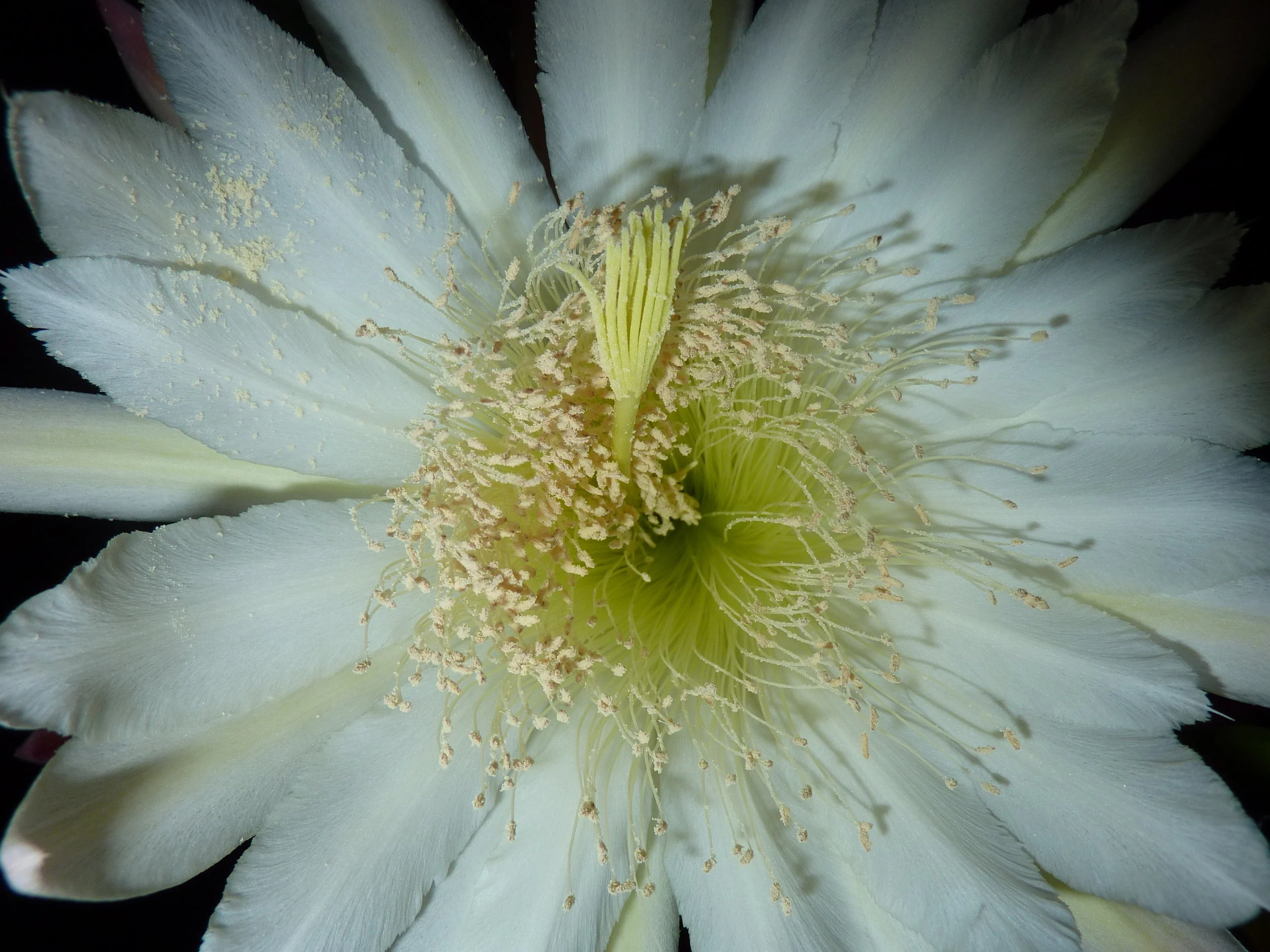  Euphorbia Resinitera  flower 