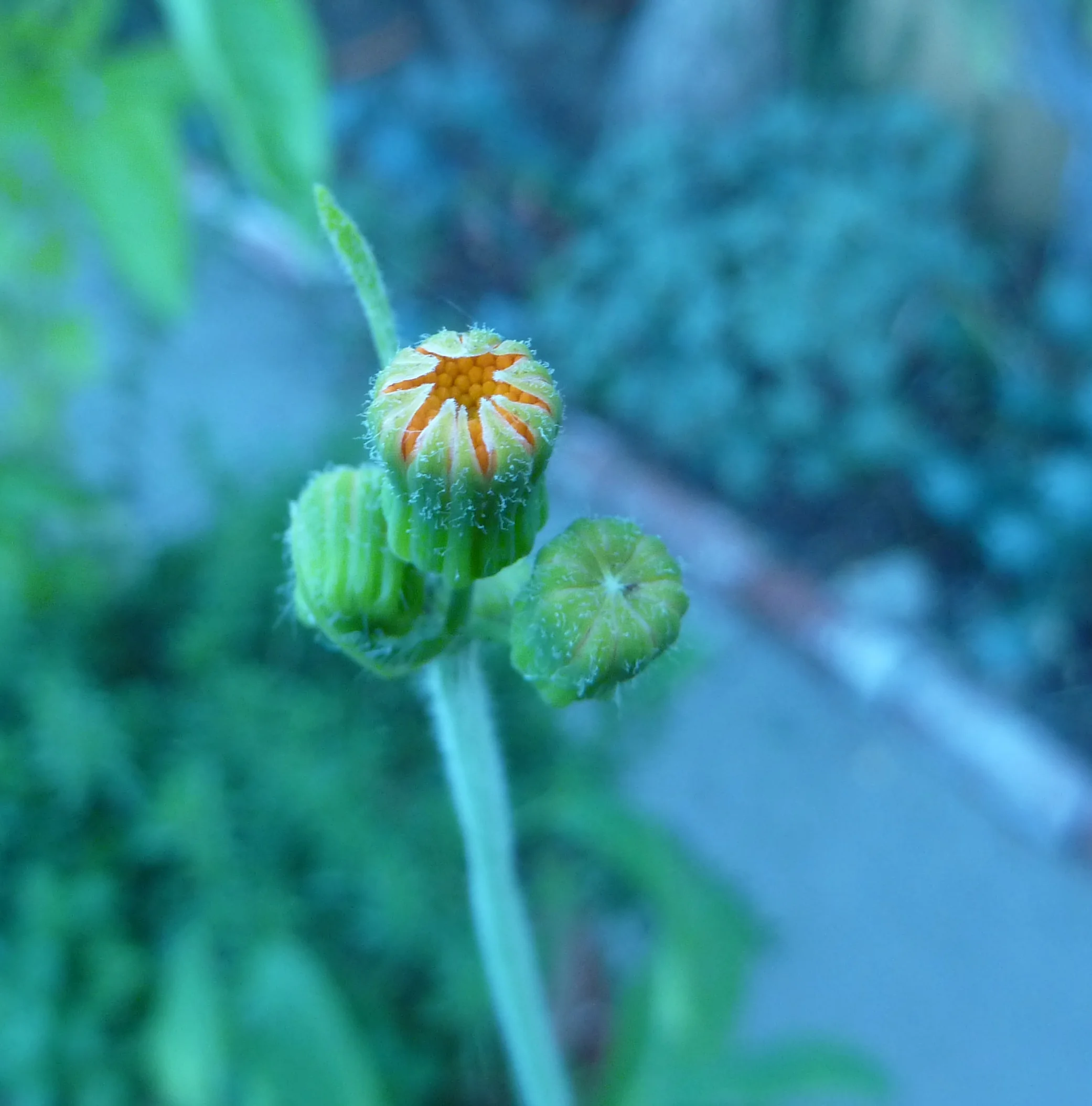  Emilia - Poets Tassel                                               +  Japanese Anemone     +  Sweet Potato Vine - Ipomoea Batatas     +  Emilia - Poets Tassel 