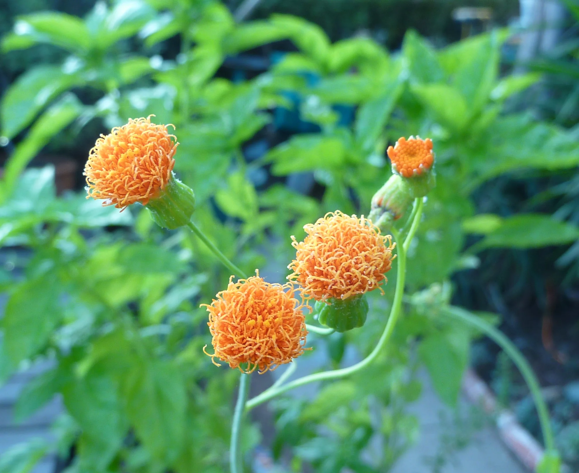  Emilia - Poets Tassel 