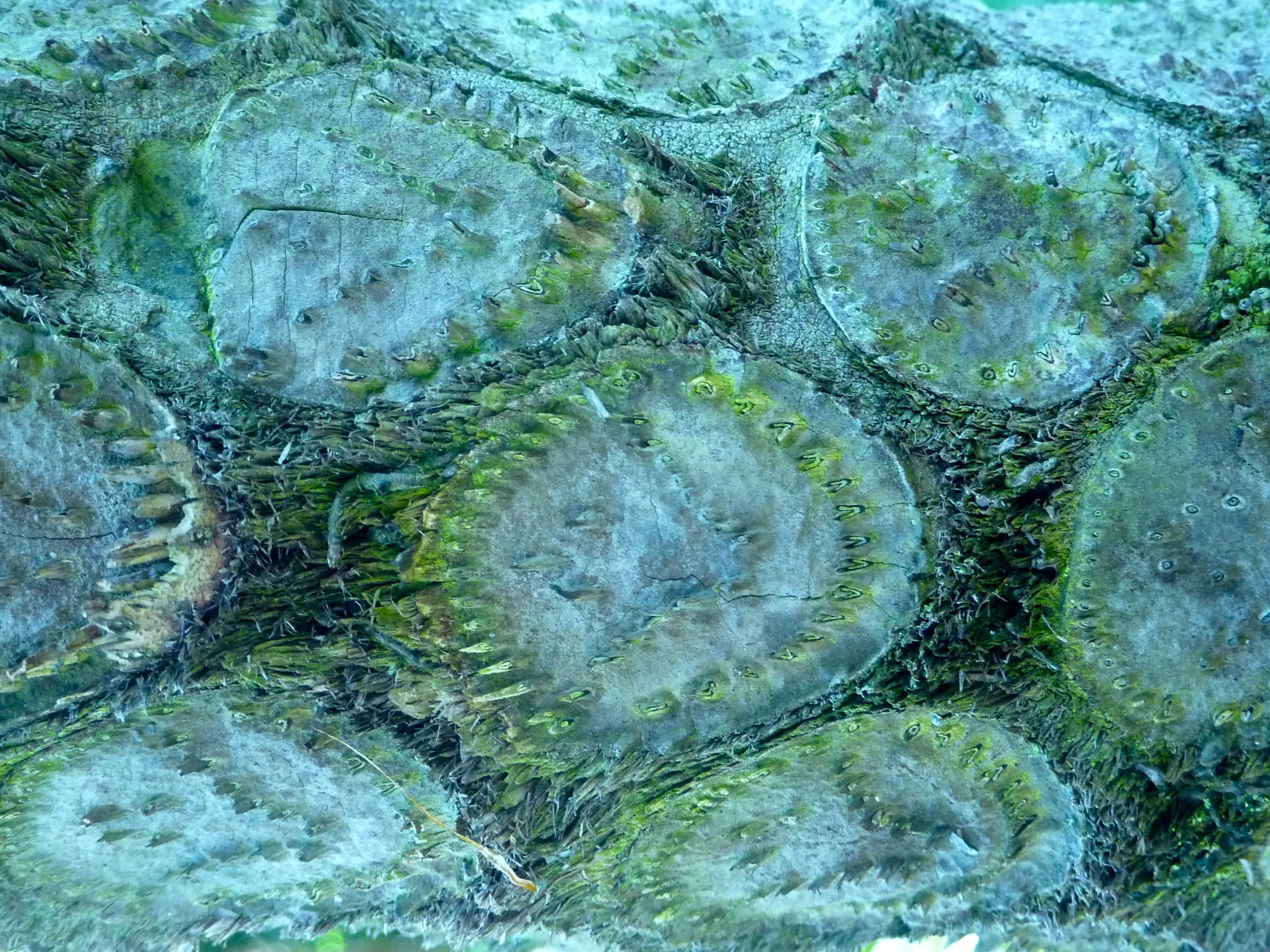 Australian Tree Fern, the trunk -&nbsp;Alsophila australis&nbsp; 