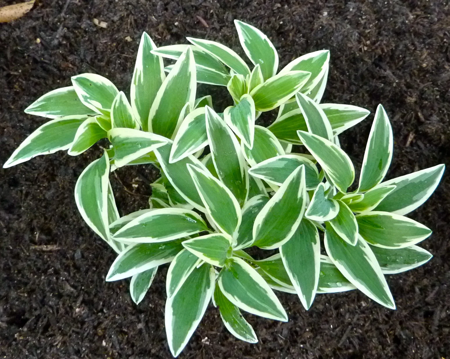  Alstroemeria  Variegated 