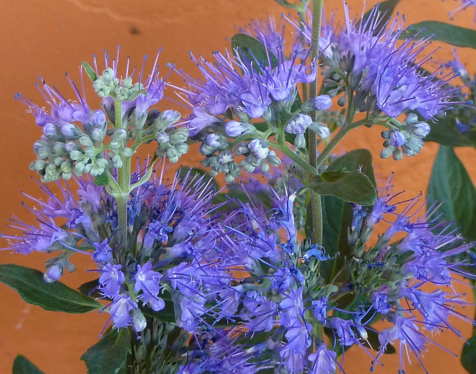  Caryopteris - Dark Knight 