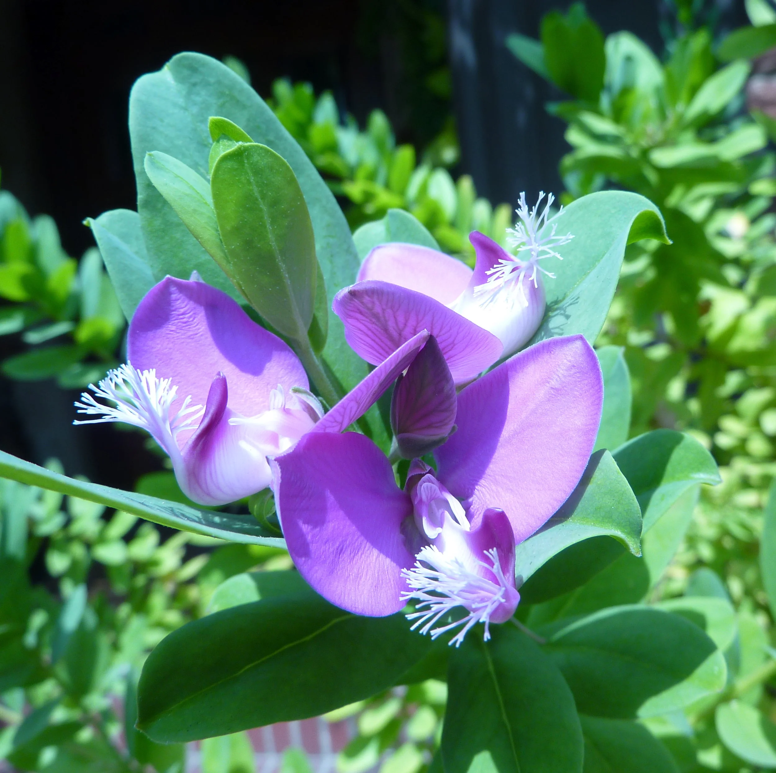  Sweet Pea Shrub - Polygala Fruticosa 