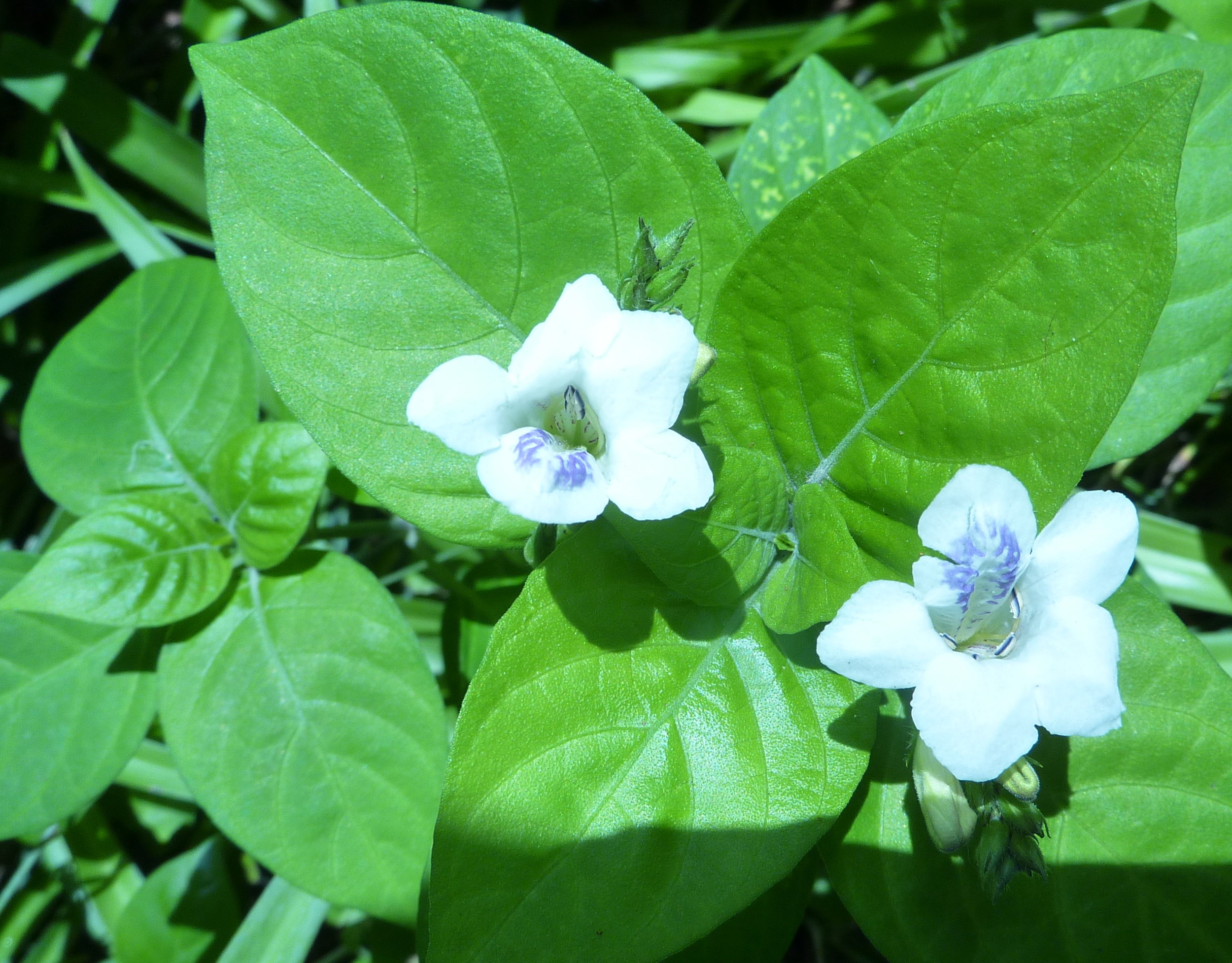  Barleria Cristata 
