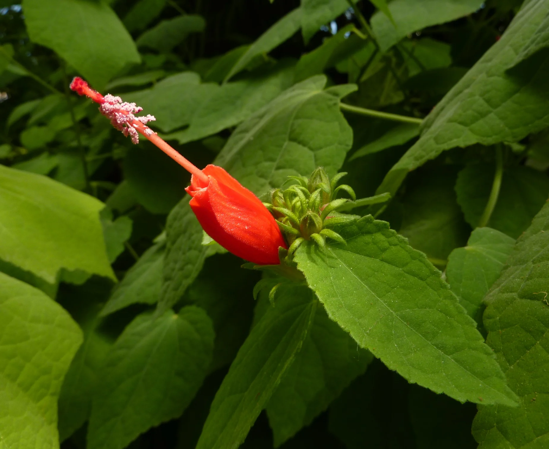  Turk's Cap -  Malvaviscus  Drummondii 