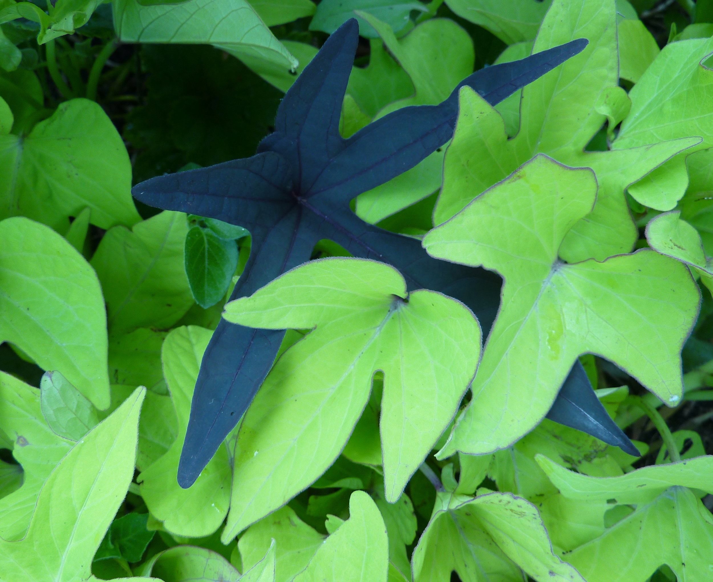  Sweet Potato Vine - Ipomoea Batatas 