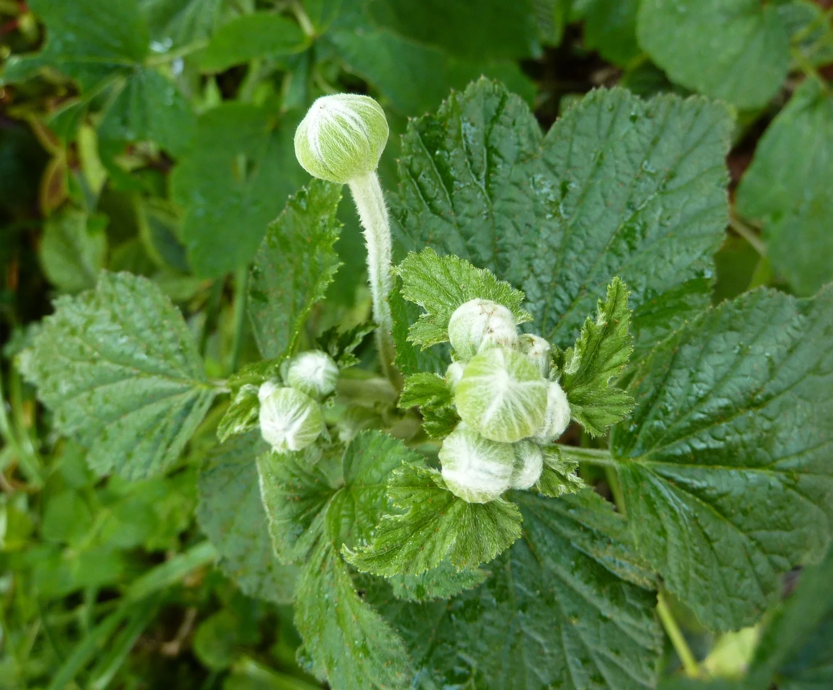  Japanese Anemone 