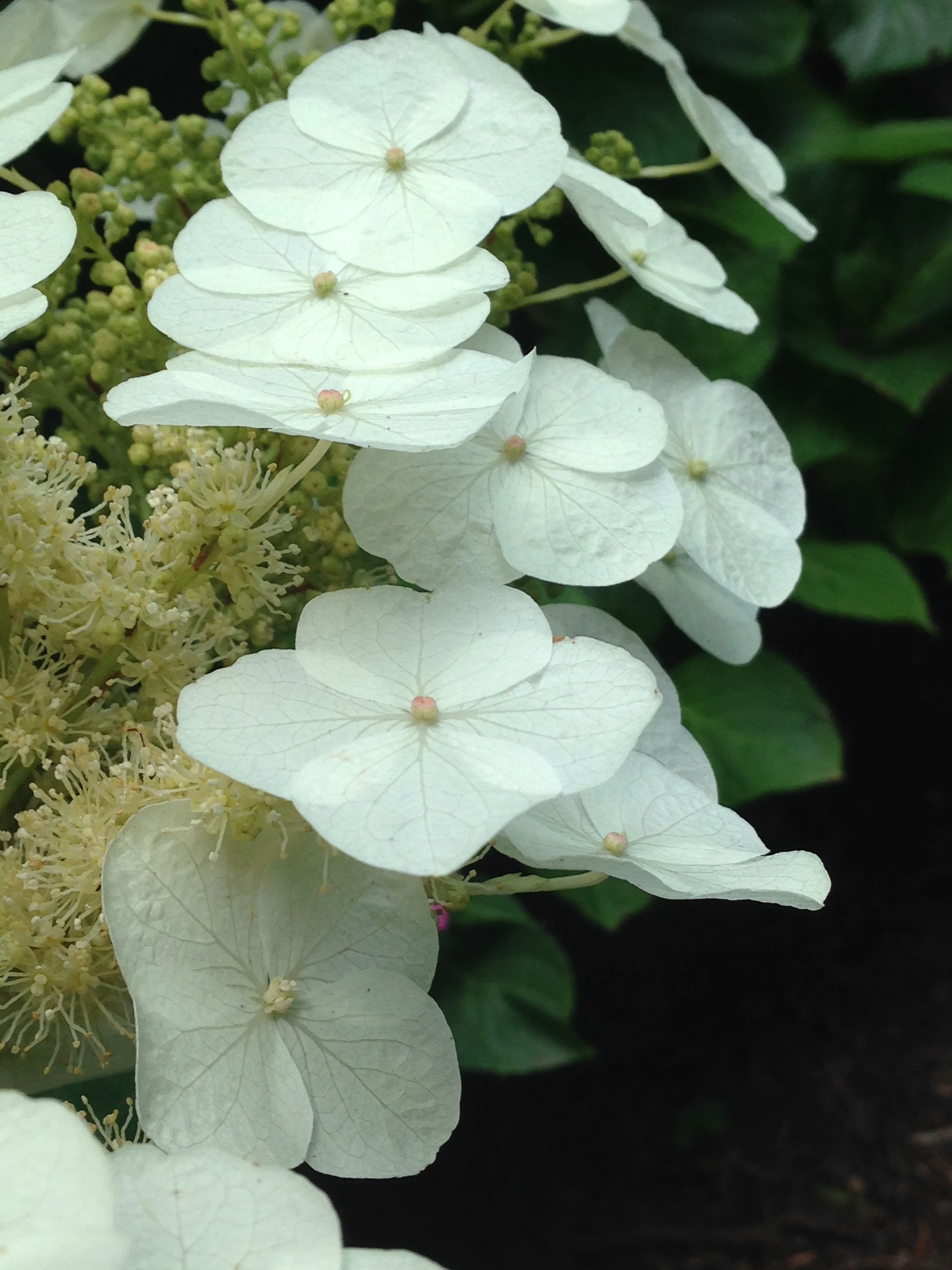  Oakleaf Hydrangea  H.Quercilolia    