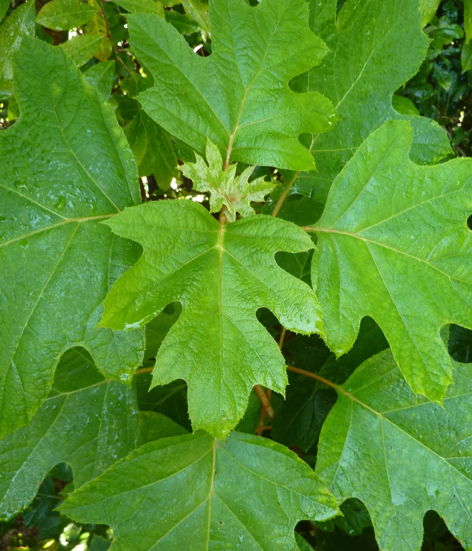  Oakleaf Hydrangea  H.Quercifolia&nbsp; 