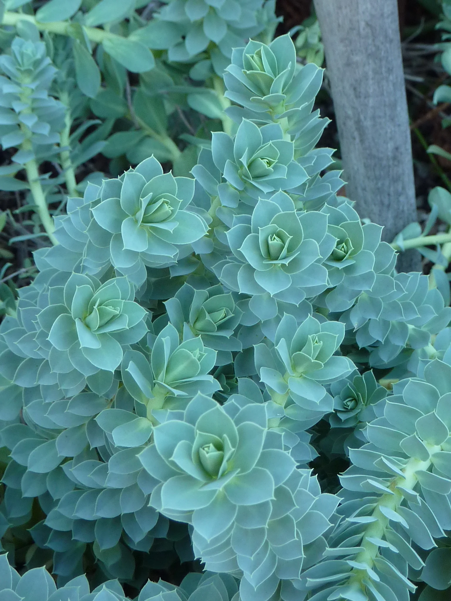  Euphorbia Myrsinites 