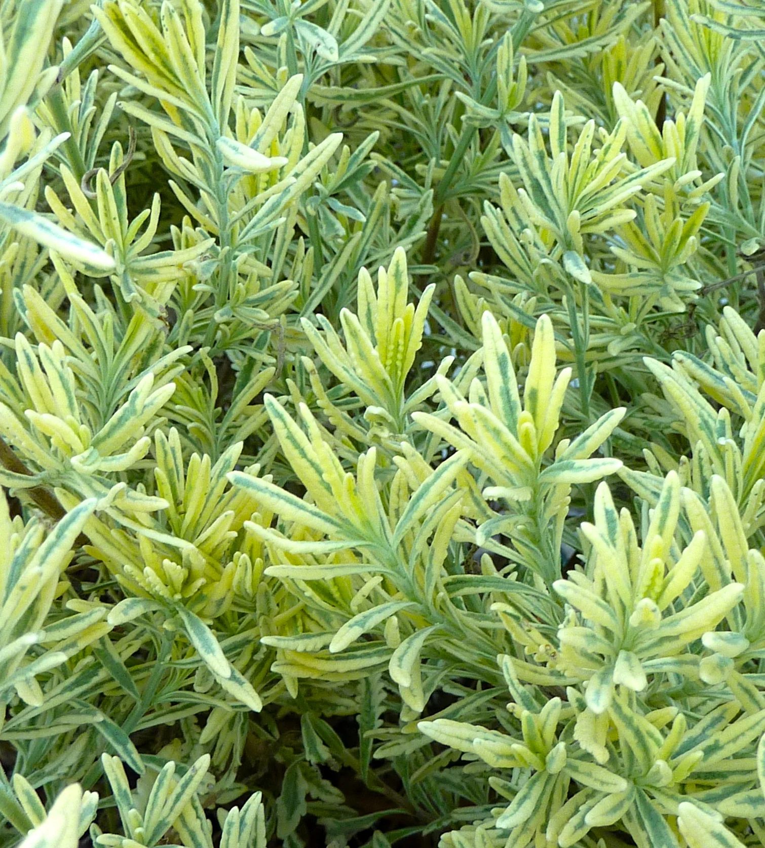  Lavender/Variegated&nbsp;  Platinum Blond 